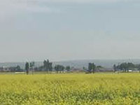 凉城县“万亩油菜种植”项目迎来花期