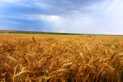 市领导主持召开专题工作会议 研究部署内蒙古天宇汇景集团惠农电商平台等项目推进事宜