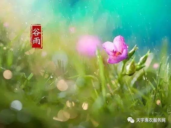 “雨生百谷”天宇汇景温馨提示：谷雨节气到了！