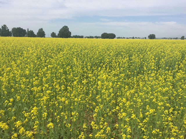 mmexport1468282718785.jpg mmexport1468282718785.jpg