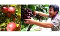果树全年管理记住4句话，决定一年好收成！