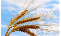农业农村部发布2018年小麦赤霉病防控指导意见