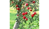 苹果夏季管理，重点抓好4个方面！