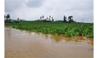 暴雨过后，作物该如何急救
