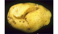马铃薯开裂怎么回事？咋解决！