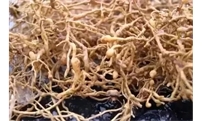 “线虫危机”来袭，冬季是最佳铲除时机！