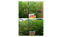 生物菌剂试验——西红柿